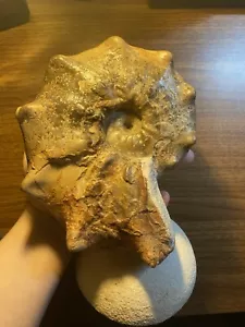 HUGE Spiny Ammonite Fossil 20cm+ Morocco - Picture 1 of 3