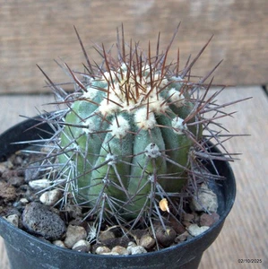 D6841 COPIAPOA MAGNIFICA pot10-H8-W5,5 cm MaMa Cactus - Picture 1 of 4