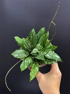 HOYA Crassipetiolata Splash 🌱 | Rare | 100mm Pot + Saucer (#005) - Picture 1 of 8