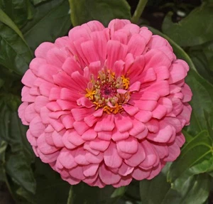 Zinnia ROSE Tall Pink Cut Flowers Butterflies Bees Huge Blooms Non-GMO 200 Seeds - Picture 1 of 5