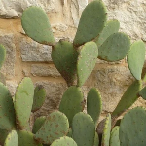 Prickly Pear Cactus (cutting) - Picture 1 of 1
