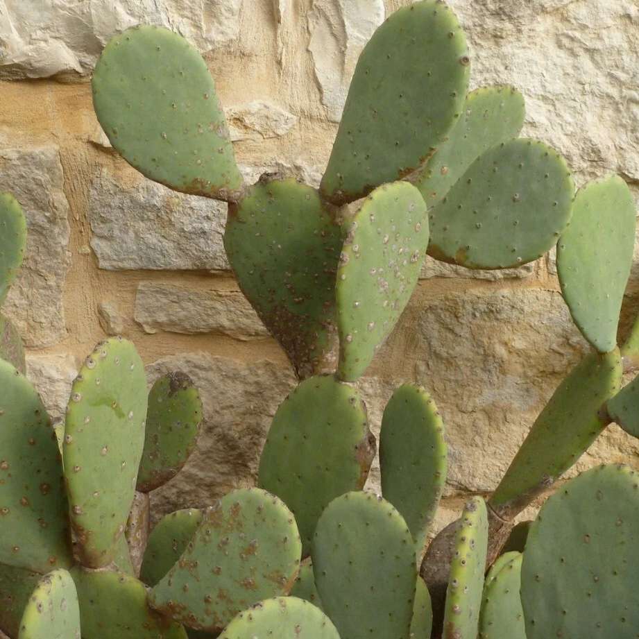 Prickly Pear Cactus (cutting) - Image 1 of 1