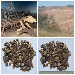 Seltenes echtes Dinosaurier Fossil Graben Erlebnis Kit Permian of Oklahoma Edition kein Schmutz - Bild 1 von 3