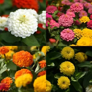 Zinnia Violacea, Elegans, Asteraceae Mix Color, Yellow, Red, Pink, White, Purple - Picture 1 of 11
