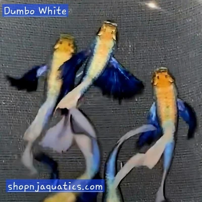 VIP Dumbo Pez Guppy Blanco RARO Nueva Línea Alta Calidad - 1 Trío 1M/2F Vendedor de EE. UU. Foto 1 de 4