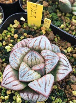 HW167 Haworthia splendens 'ARIES', Phyto disponible Foto 1 de 2