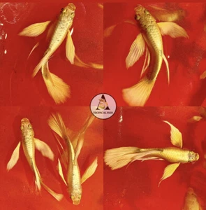 1 PAIR - Live Aquarium Guppy Fish High Quality - Full Gold RIBBON 24k - Picture 1 of 5