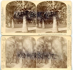 STROHMEYER / LITTLETON Imagen estéreo COCO ÁRBOLES PALMERAS ROCKLEDGE FLORIDA EE. UU. - Imagen 1 de 2