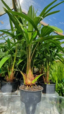 2 plants Trachycarpus Fortunei Hardy Palm Tree 50cm+ - Image 1 of 3
