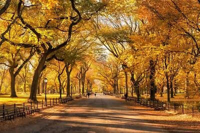 25 WHITE AMERICAN ELM TREE Ulmus Americana RED Flower Seeds *Flat S/H - Image 1 of 4