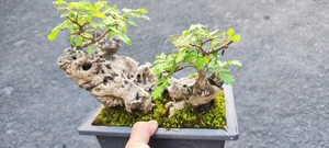 Vitex negundo L (Rare potted with plastic flower pot) - Picture 1 of 5