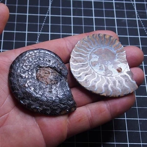 66mm Pair Ammonite Hematite Morocco Jurassic Fossil Ammoniten 041 - Picture 1 of 15