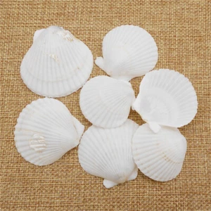 10 PIEZAS Adorno de decoración de vieira blanca 3-5 cm para pecera acuario - Imagen 1 de 7