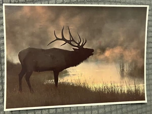 Vintage kontinentale Postkarte - "Stier Elch im Nebel" Rocky Mountain Wildtiere VERSCHICKT - Bild 1 von 3