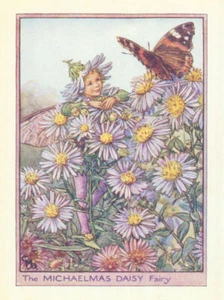 Michaelmas Daisy Fairy by Cicely Mary Barker. Flower Fairies of the Garden c1940 - Picture 1 of 1
