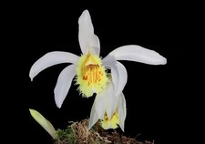 Pleione grandiflora