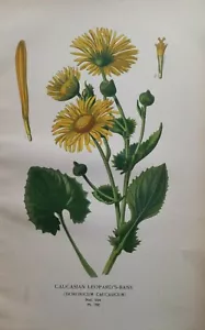 1897 kaukasischer Leopardenfahnendruck. Edward Step. 125 Jahre alt. Gelbe Blume. - Bild 1 von 4
