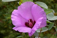 15 SEMI RARI GOSSYPIUM STURTIANUM 2020 seeds samen semillas graines desert rose