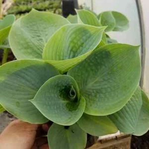 Hosta 'Love Pat', mid-sized hosta with blue-green foliage in 2-litre pot - Picture 1 of 4