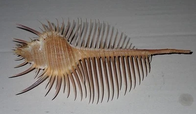 155 mm HUGE Murex Suttipraneeae Seashell #A๋J1 Phi-Phi Island Phuket Thailand - Image 1 of 4