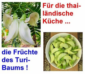 SAMEN essbar i! KOLIBRI-BAUM !i die Früchte wie ein Papageienschnabel geformt - Bild 1 von 1