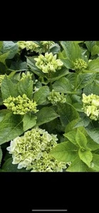 Hydrangea macrophylla - Bauernhortensie In Verschiedenen Farben Im 5 L Topf - Bild 1 von 4