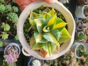 Agave Potatorum Variegated Rare Succulent Rooted - Picture 1 of 3