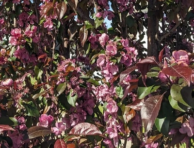 Seed- Flowering Crabapple Hardy, Spring Flowering Ornamental Crab Tree Malus (p) - Image 1 of 4