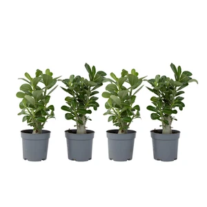 Wüstenrose - 4 Stk - Adenium obesum - Höhe 25-40cm - ⌀11cm - Bild 1 von 11