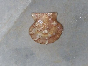 FLEXOPECTEN HYALINUS F.FERRUGINEA SPECTACULAR PATTERN - Picture 1 of 2