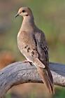 MOURNING DOVE BIRD GLOSSY POSTER PICTURE PHOTO BANNER PRINT morning dove 9274