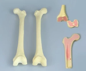 Left and Right Femur simulation practice sawbone Bionic bone Training model - Picture 1 of 12