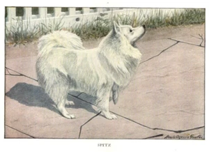 Antique Dog Artwork: Louis A. Fuertes Artist - Spitz - Picture 1 of 1