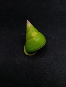 Papuina pulcherrima land snail Manus island 40mm Sea shell collectors #14574 - Picture 1 of 4