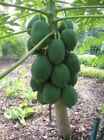 125 ps/bag Dwarf Papaya seeds bonsai Organic fruit .