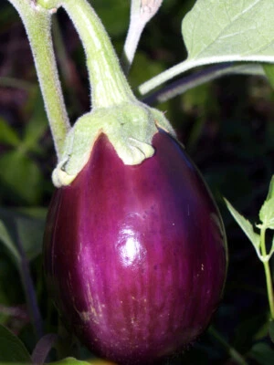 round purple eggplant : true breed tropical vegetable seeds - Image 1 of 4