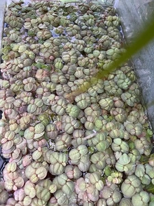 Buy2 Get1 Floating Plant Combo; Purple Franse Riccia / Red Root Floaters +++ - Bild 1 von 3