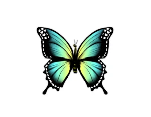 Teal Butterfly (T34m) Front View Butterfly Vinyl Decal Sticker - Bild 1 von 2