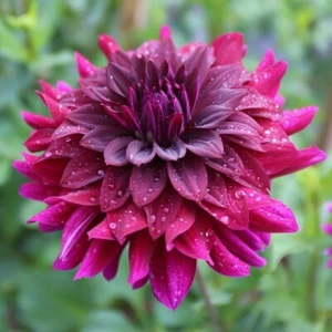 25 Rip City Dahlia Perennial Flowers Seeds Flowering seeds Bloom 1146 US SELL - Picture 1 of 24