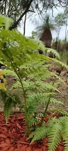 Cyathea Cooperii Coin Spot Tree Fern Spore 5000 Spore - Picture 1 of 5