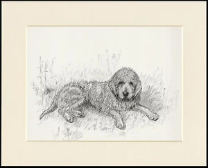 OTTERHOUND 1938 DOG SKETCH MOUNTED PRINT BY KF BARKER - Picture 1 of 1