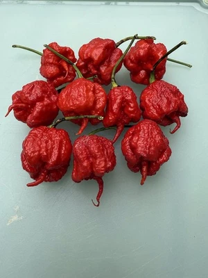 50+ semillas de pimienta Carolina Reaper récord mundial 100 % orgánicas envío gratuito Foto 1 de 4