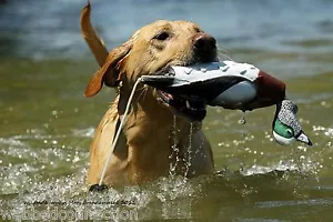 Avery Greenhead Gear Dog EZ Bird ATB Wigeon Widgeon Training Bumper Dummy - Picture 1 of 14