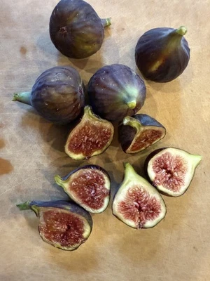 Chicago Hardy Fig Tree Cuttings - Image 1 of 4