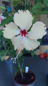 4 Stück unbewurzelte Kopfstecklinge Hibiskus Hibiscus rosa sinensis "Sri Lanka" - Bild 1 von 3
