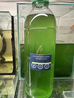 Tetraselmis - Bild 1 von 3