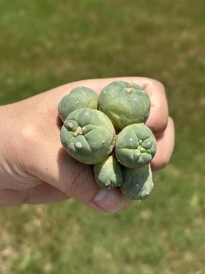Ariocarpus Rare cactus succulents copiapoa live plant（multi head) seed grown - Image 1 of 4
