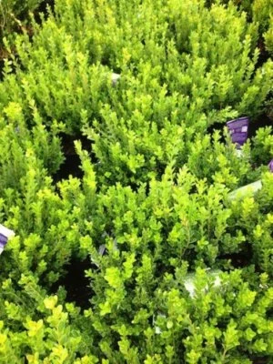 Baby Gem Boxwood (Buxus microphylla VAR. Japonica 'Gregem') - Image 1 of 2