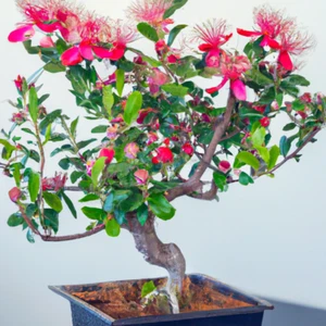 Pineapple Guava Bonsai Tree Tropical Houseplant Seeds - 20 Seeds - Indoor - Picture 1 of 3
