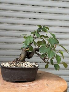 Melo Cotogno bonsai - Cydonia Oblonga Mame